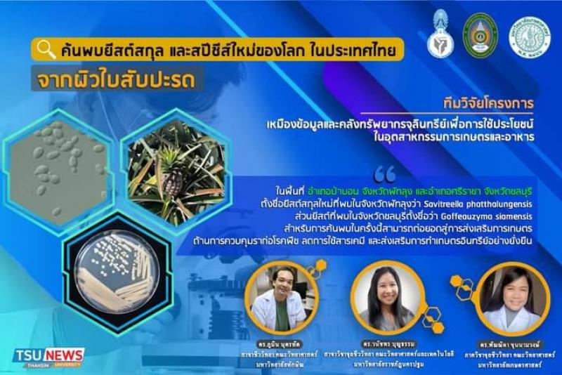 ค้นพบ ยีสต์สกุล และสปีชีส์ใหม่ของโลก ในประเทศไทย จากผิวใบสับปะรด ที่จังหวัดพัทลุง และจังหวัดชลบุรี 