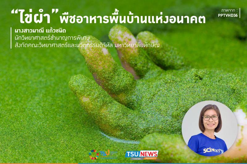 ไข่ผำ พืชอาหารพื้นบ้านแห่งอนาคต