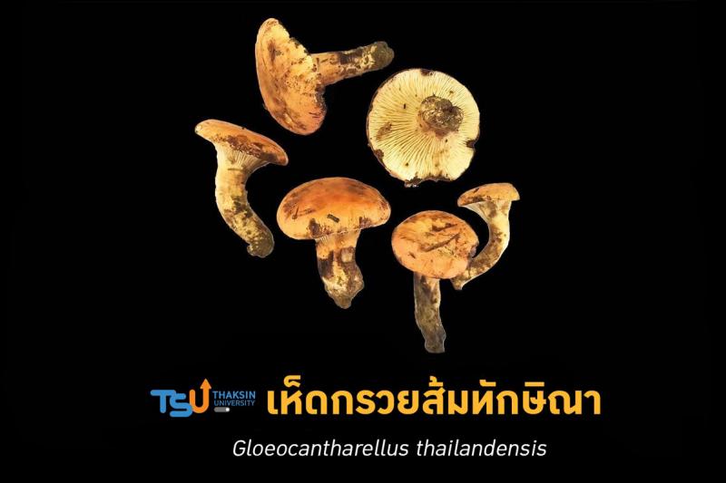 รู้จักเห็ดกรวยส้มทักษิณาและทำไมจึงเป็นเห็ดชนิดใหม่ของโลก