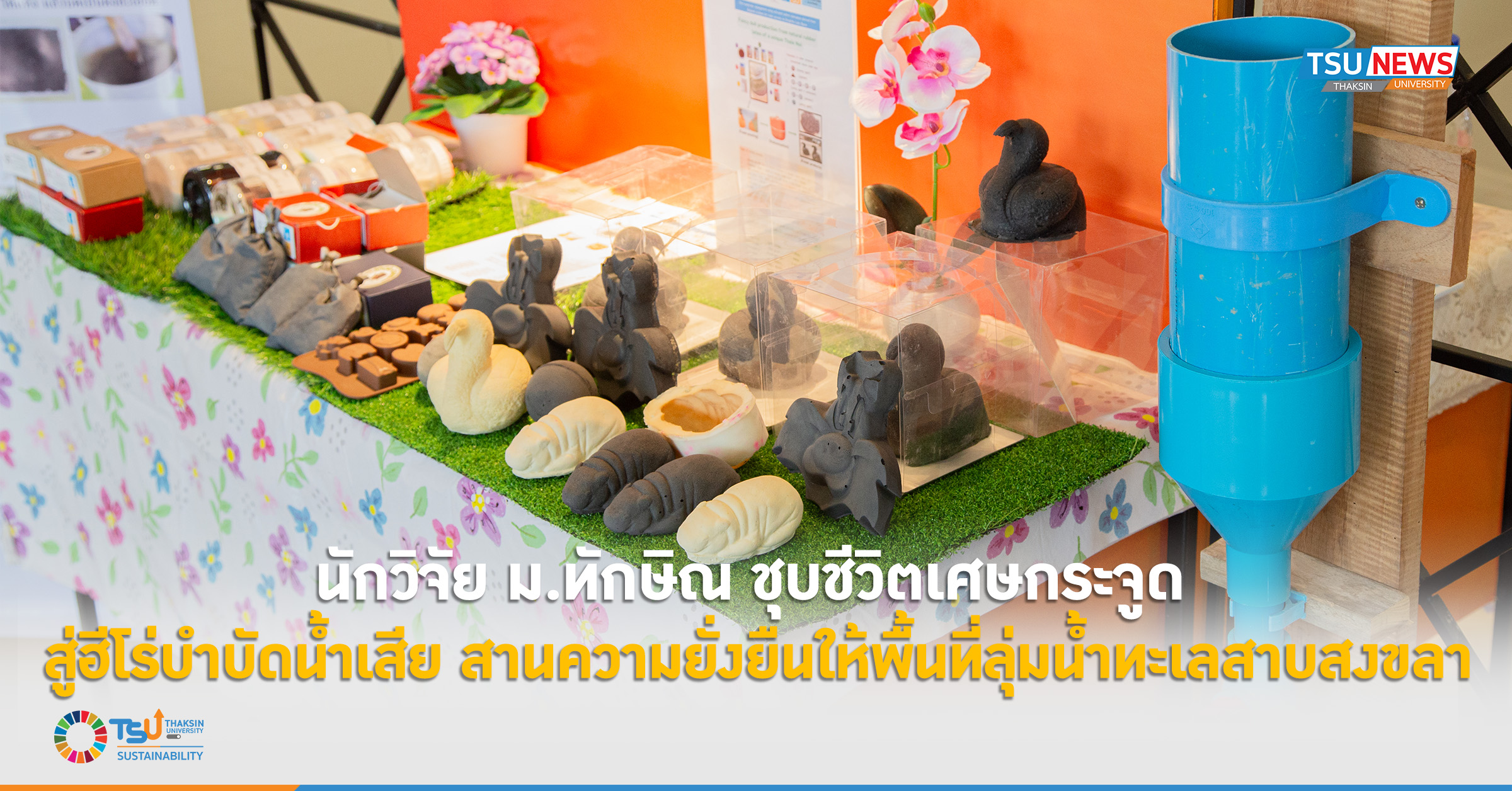 นักวิจัย ม.ทักษิณ ชุบชีวิตเศษกระจูด สู่ฮีโร่บำบัดน้ำเสีย สานความยั่งยืนให้พื้นที่ลุ่มน้ำทะเลสาบสงขลา