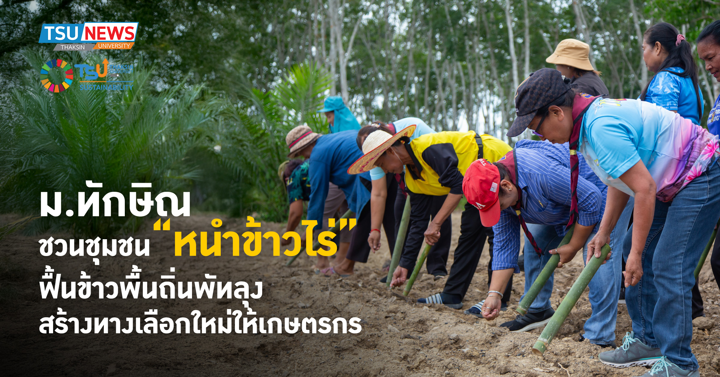 ม.ทักษิณ ชวนชุมชน หนำข้าวไร่ ฟื้นข้าวพื้นถิ่นพัทลุง สร้างทางเลือกใหม่ให้เกษตรกร