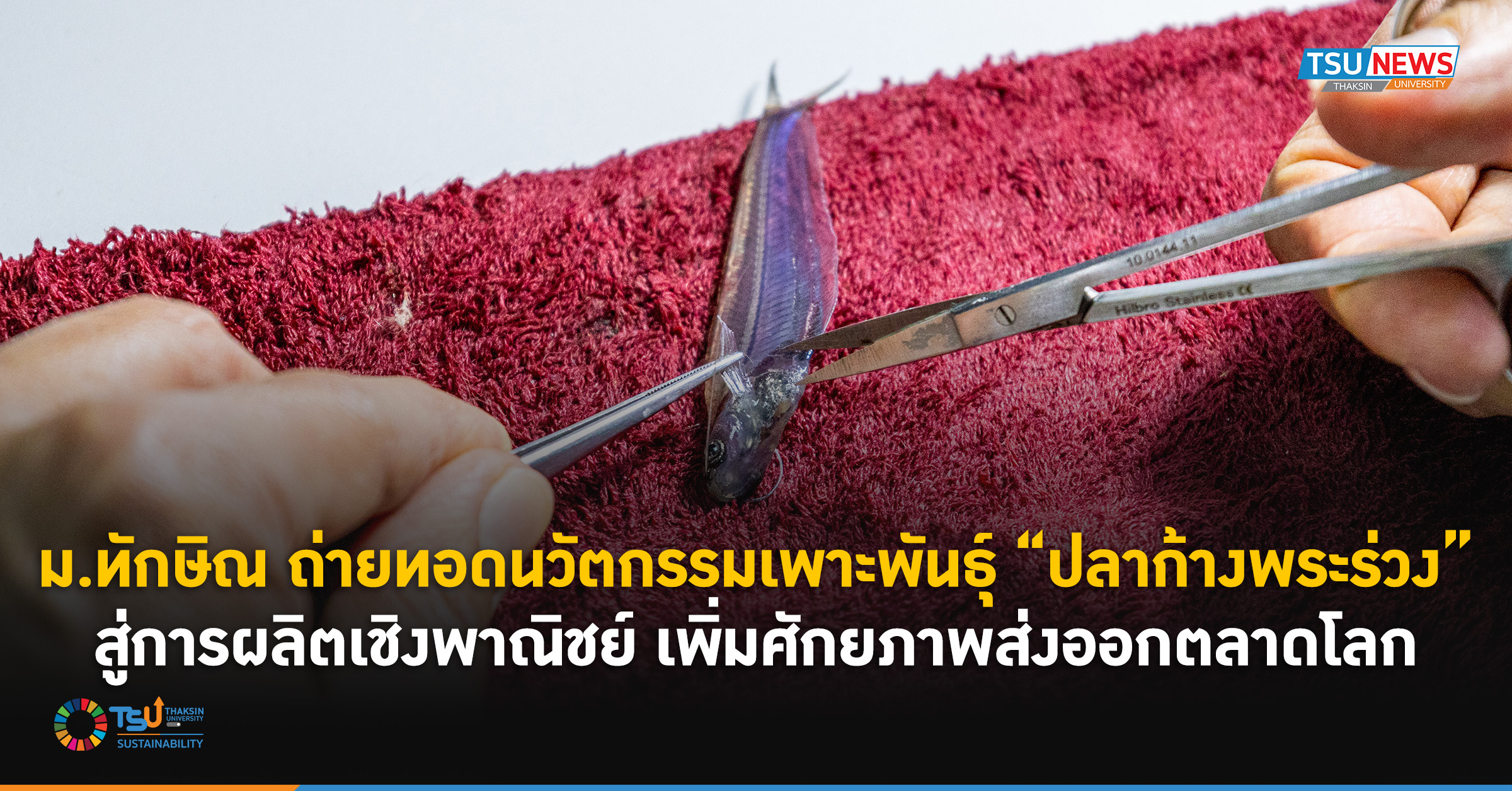 ม.ทักษิณ ถ่ายทอดนวัตกรรมเพาะพันธุ์ ปลาก้างพระร่วง สู่การผลิตเชิงพาณิชย์ เพิ่มศักยภาพส่งออกตลาดโลก